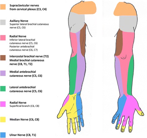 Sensory innervation of the upper limb