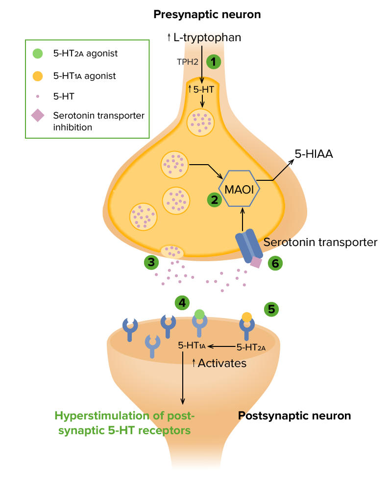 Serotonin Syndrome: Pathophysiology, Clinical Features,, 40% OFF