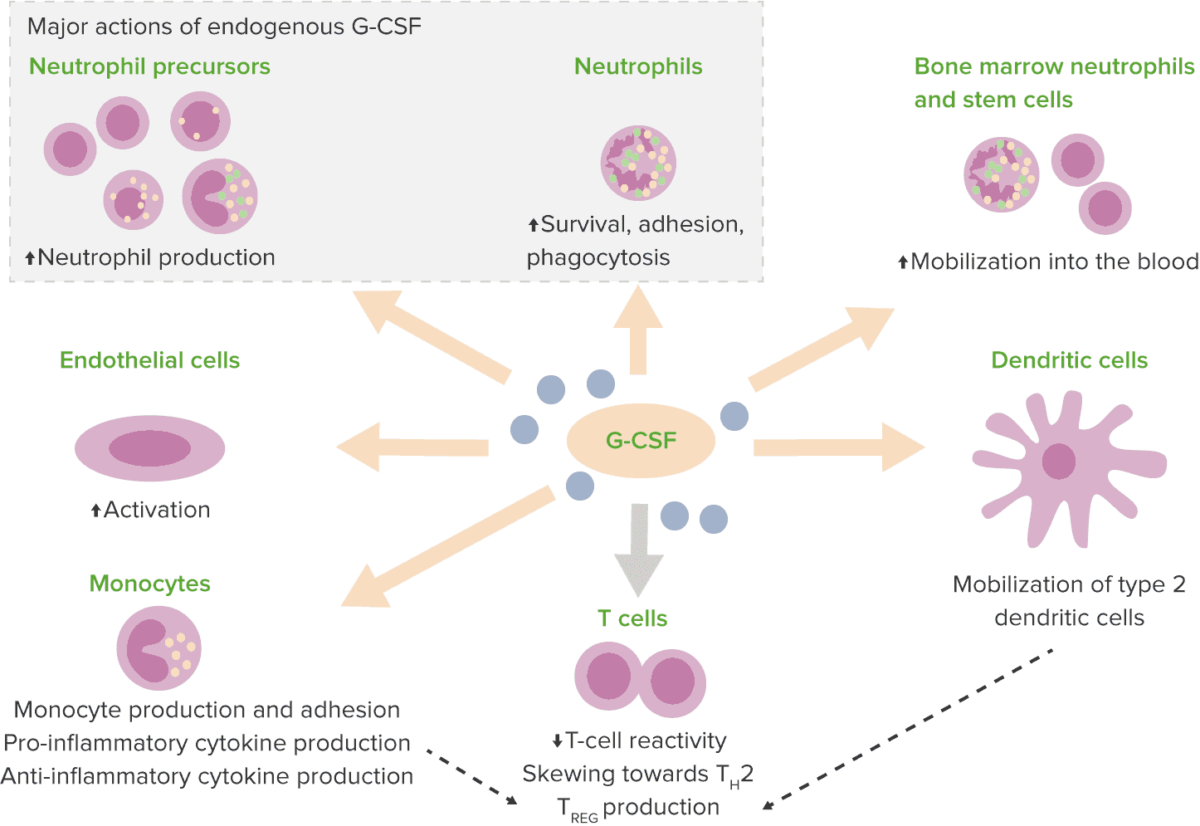 Neutropenia congênita grave fator estimulador de colônias de granulócitos