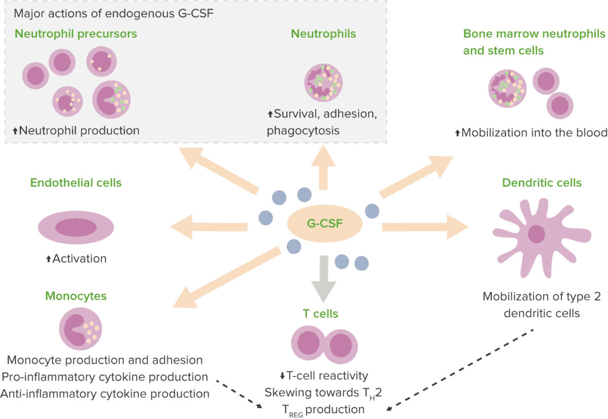 Severe congenital neutropenia granulocyte colony stimulating factor