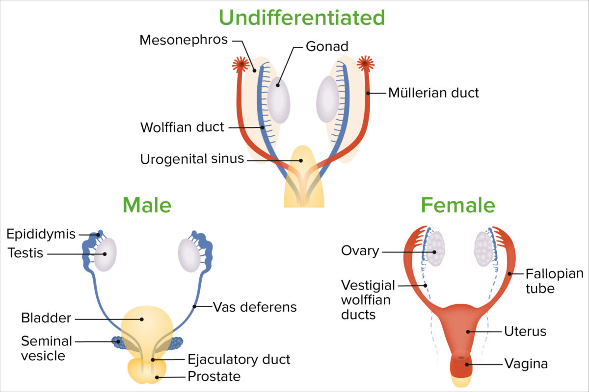 Diferenciación de sexos