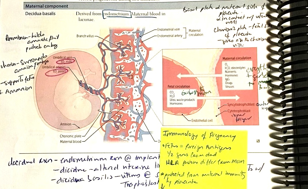 How to Annotate First Aid® for the USMLE®