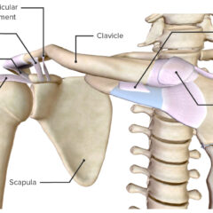 Shoulder anatomy Biodigital
