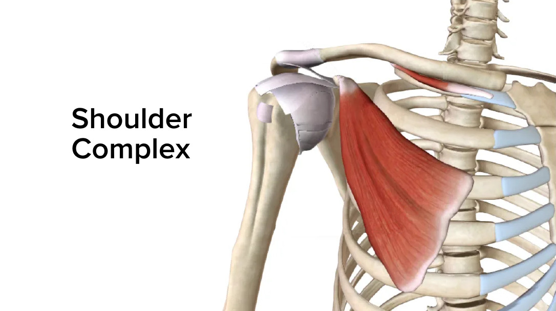 Shoulder Joint: Anatomy | Concise Medical Knowledge