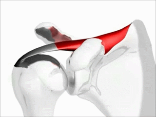 Shoulder motion with rotator cuff