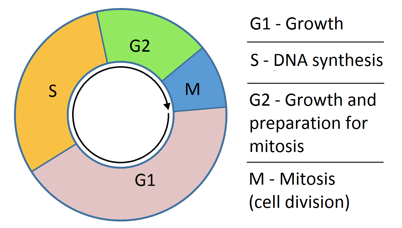 dna-replication-concise-medical-knowledge