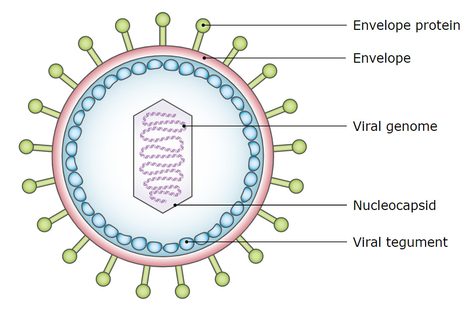 Simplified diagram structure of epstein-barr virus
