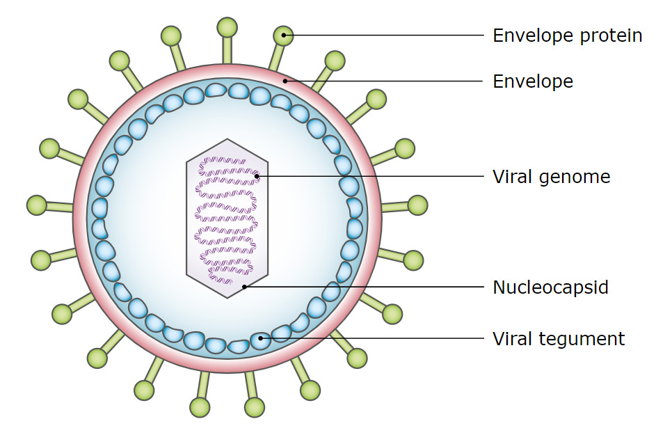 Virus de Epstein-Barr | Concise Medical Knowledge