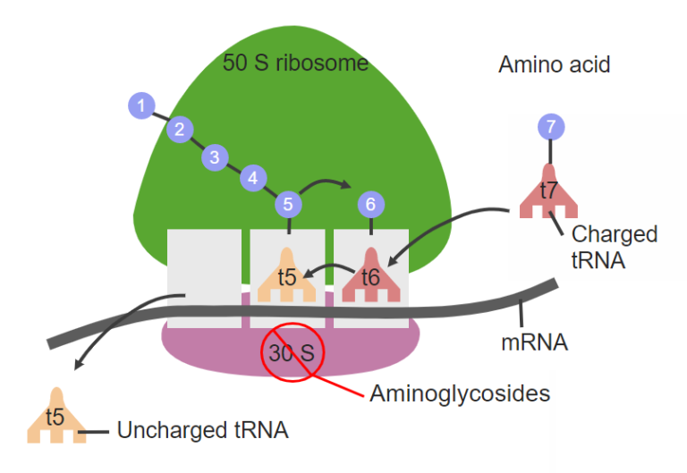 aminoglicos-deos-concise-medical-knowledge