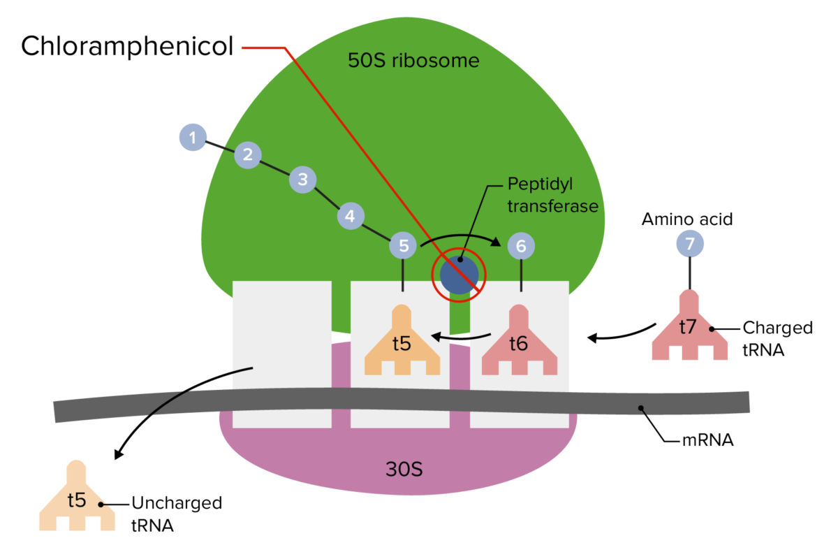 Local de ação do cloranfenicol na subunidade ribossómica 50s