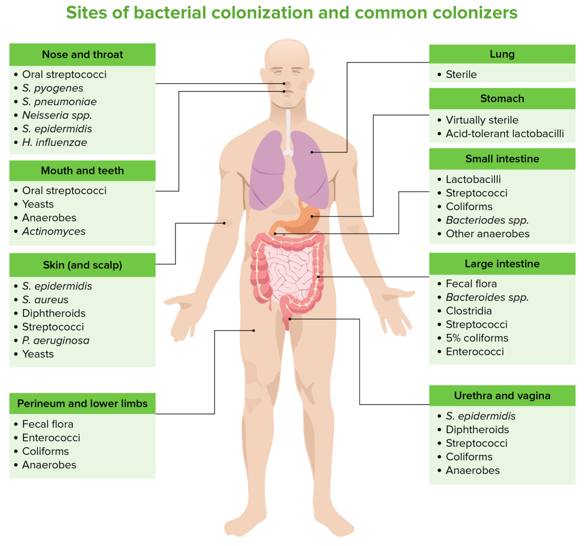 Lugares de colonización bacteriana