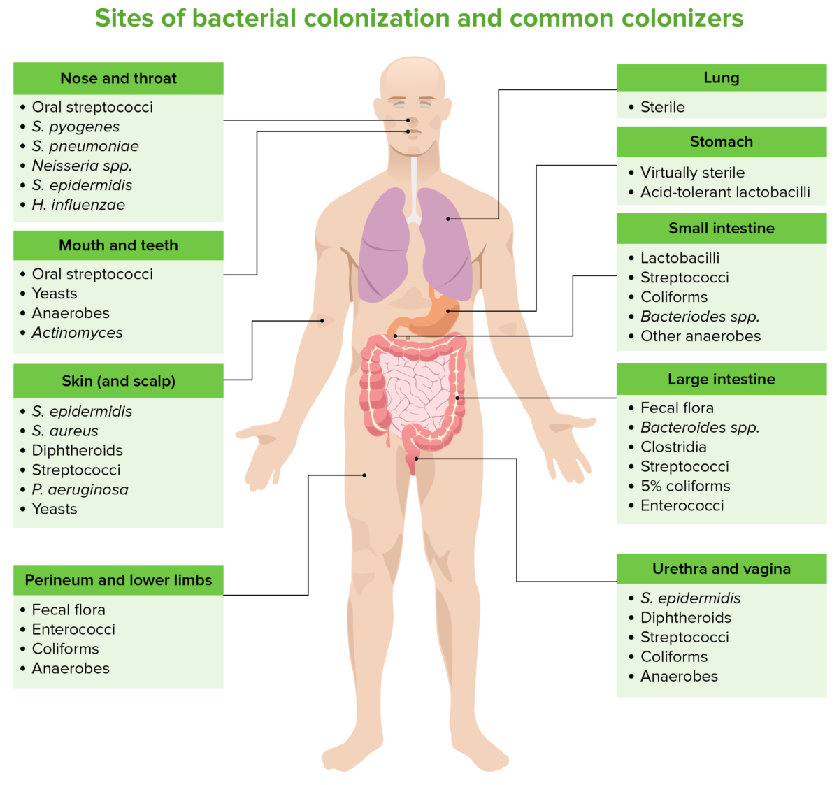 Locais de colonização bacteriana