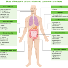 Sites of bacterial colonization