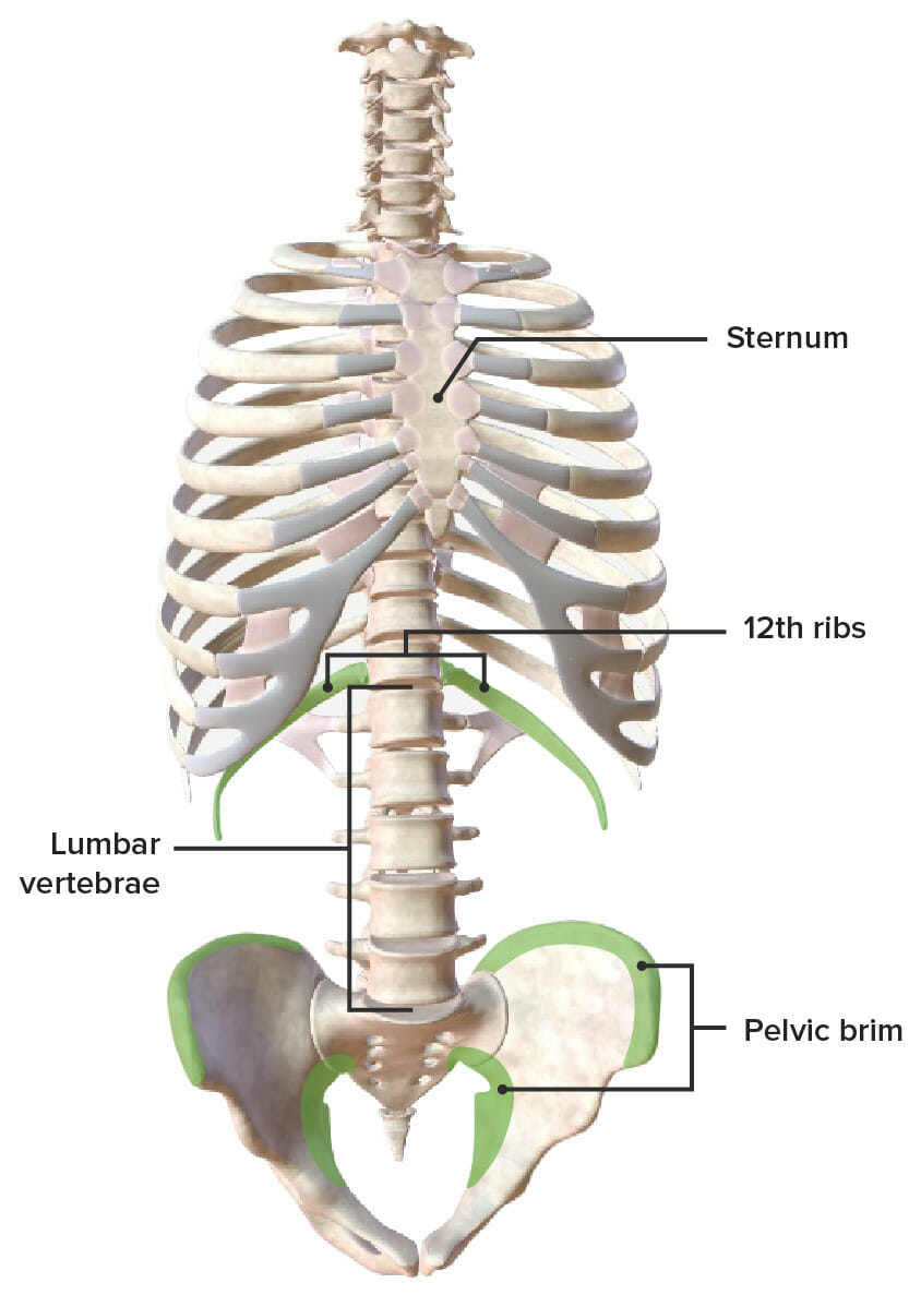 Skeletal boundaries of the posterior abdominal wall