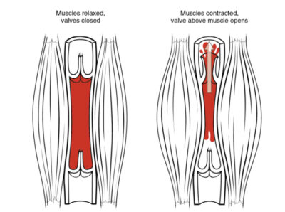 Skeletal muscle pump
