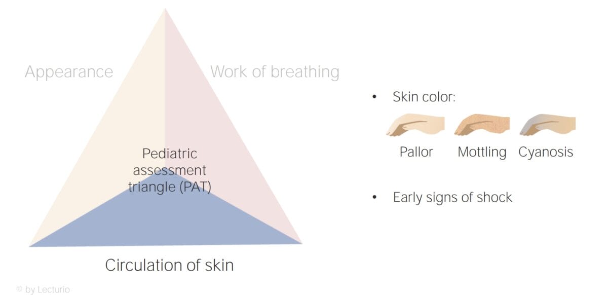 Skin circulation