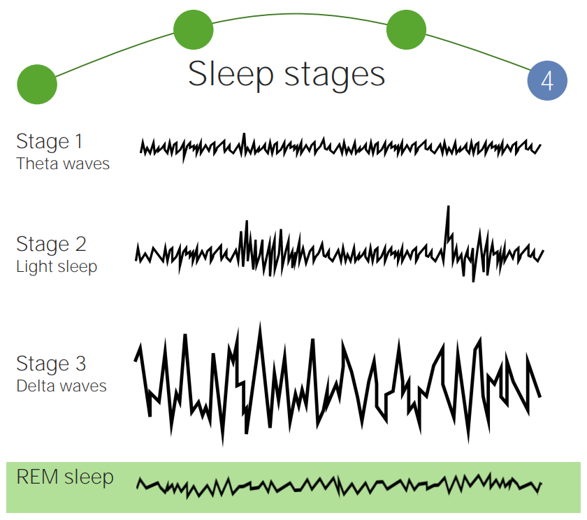 Sleep stages and eeg waves