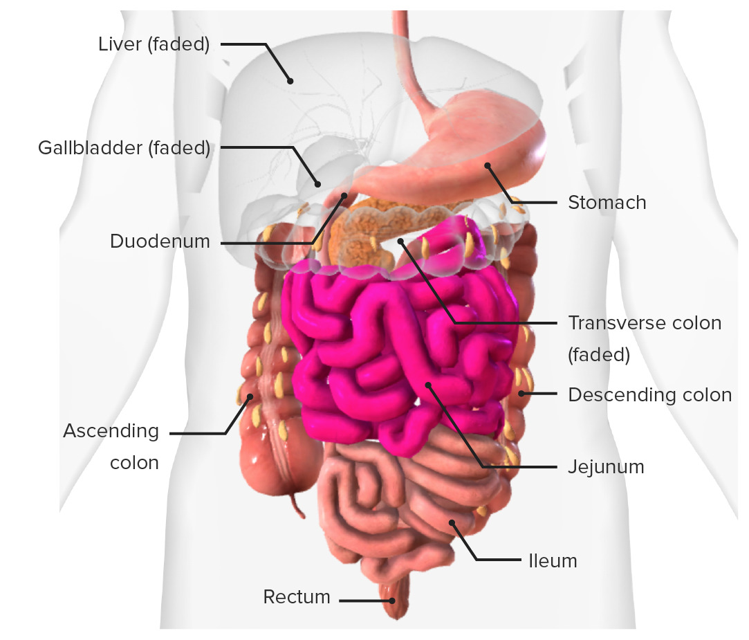 Large intestine: Anatomy, blood supply and innervation