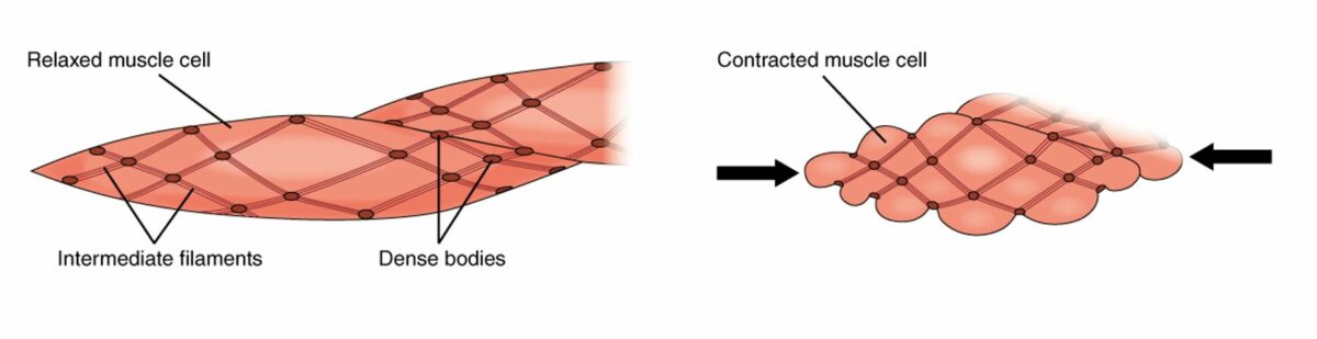 Smooth muscle cells in relaxed (left) and contracted (right) states