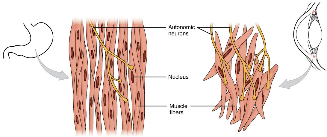 Smooth muscle tissue types