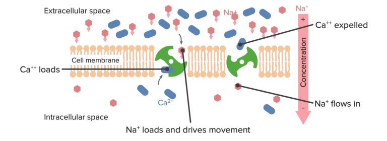 The Cell: Cell Membrane | Concise Medical Knowledge