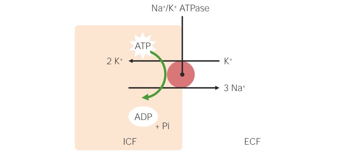 Sodium-potassium pump