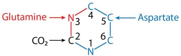 Fuentes de los átomos de carbono y nitrógeno en la síntesis de pirimidinas