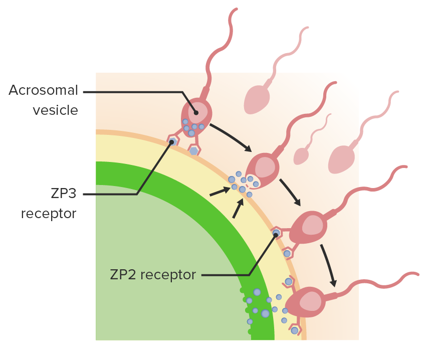 El espermatozoide primero se une al receptor zp3