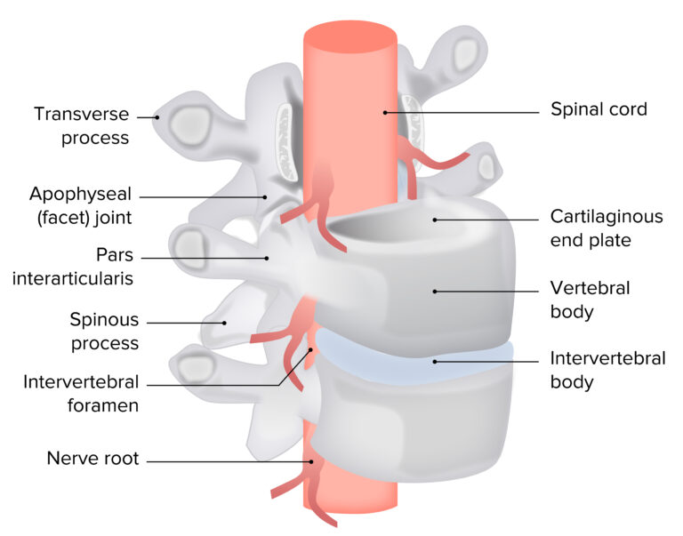 Spinal Disk Herniation | Concise Medical Knowledge