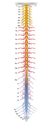 Nervous System: Anatomy, Structure, and Classification | Concise ...