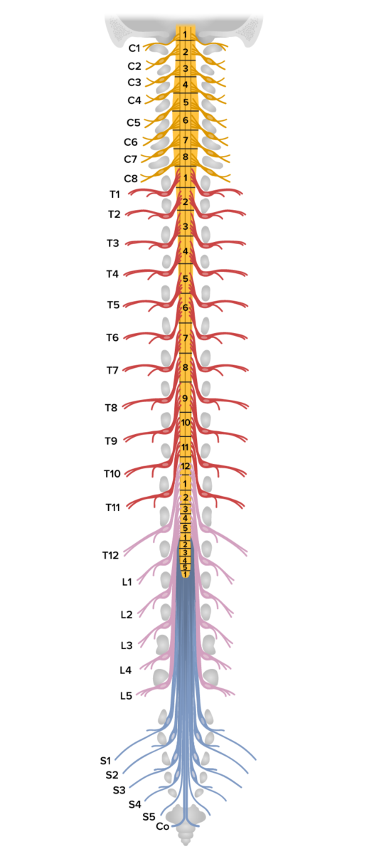 Spinal nerves and their relations with neighboring vertebrae as they exit the vertebral column