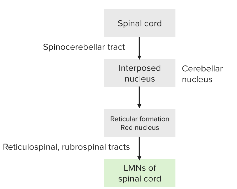Spinocerebellum