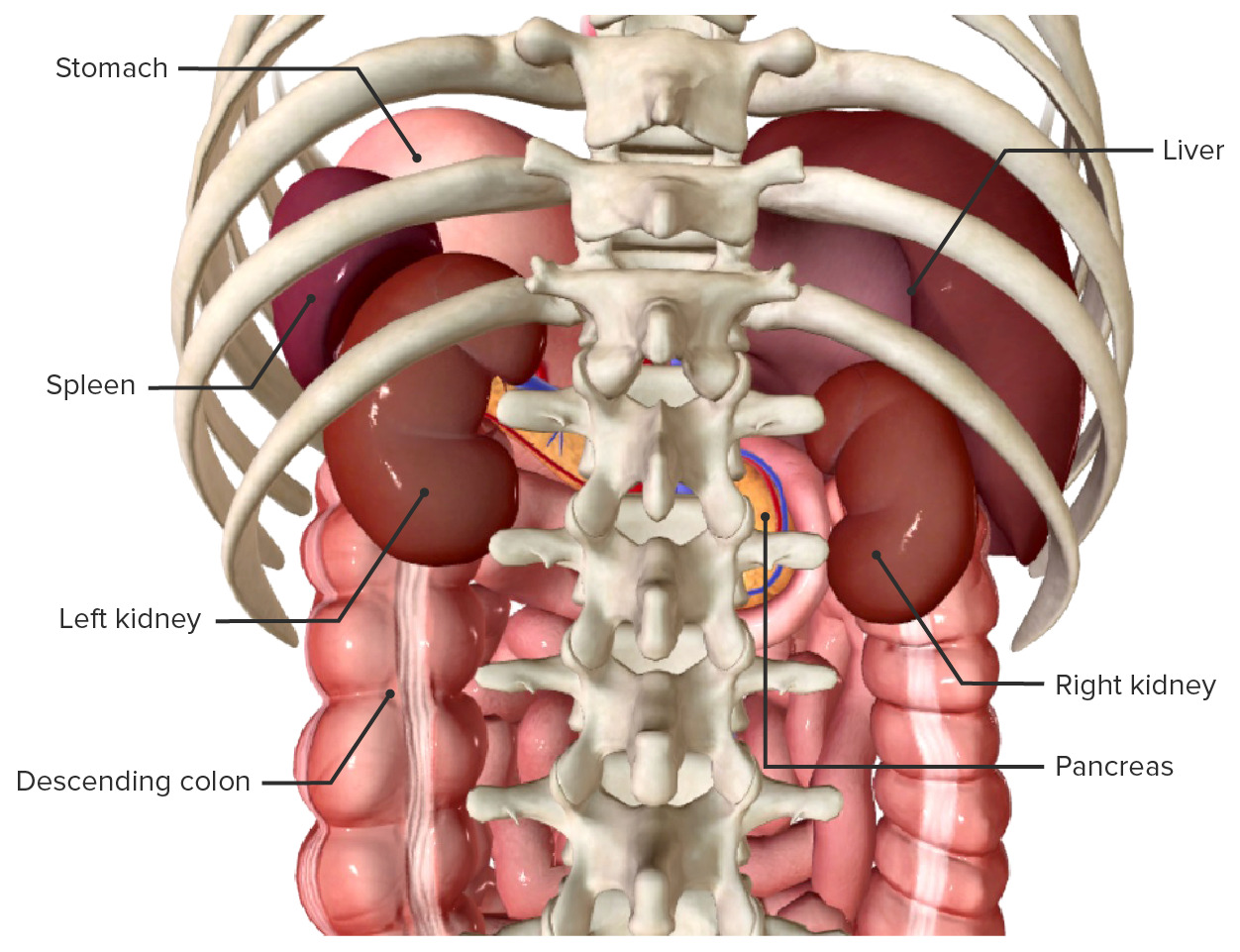 Spleen in situ, posterior view