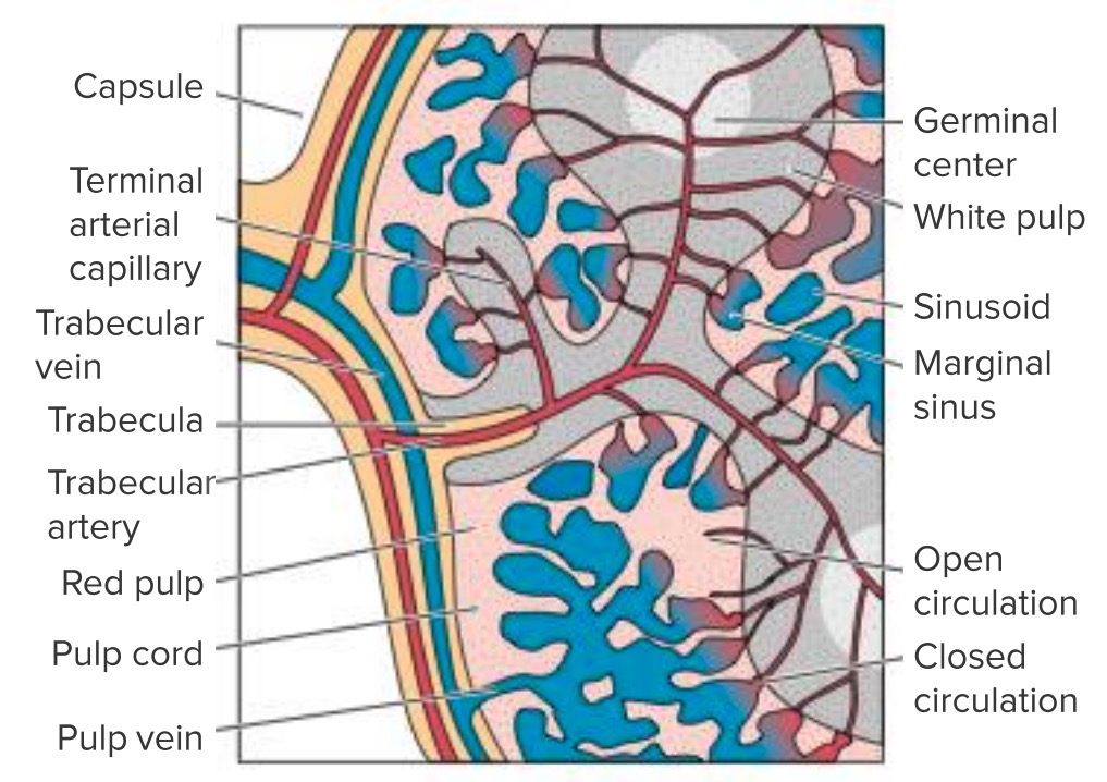 Spleen - internal structure