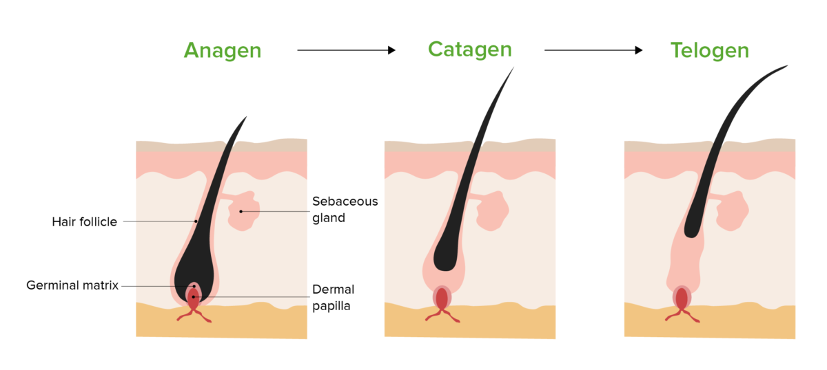 Stages of hair growth