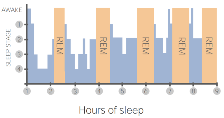 Physiology Of Sleep | Concise Medical Knowledge