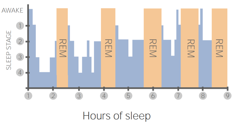 Stages of healthy sleep