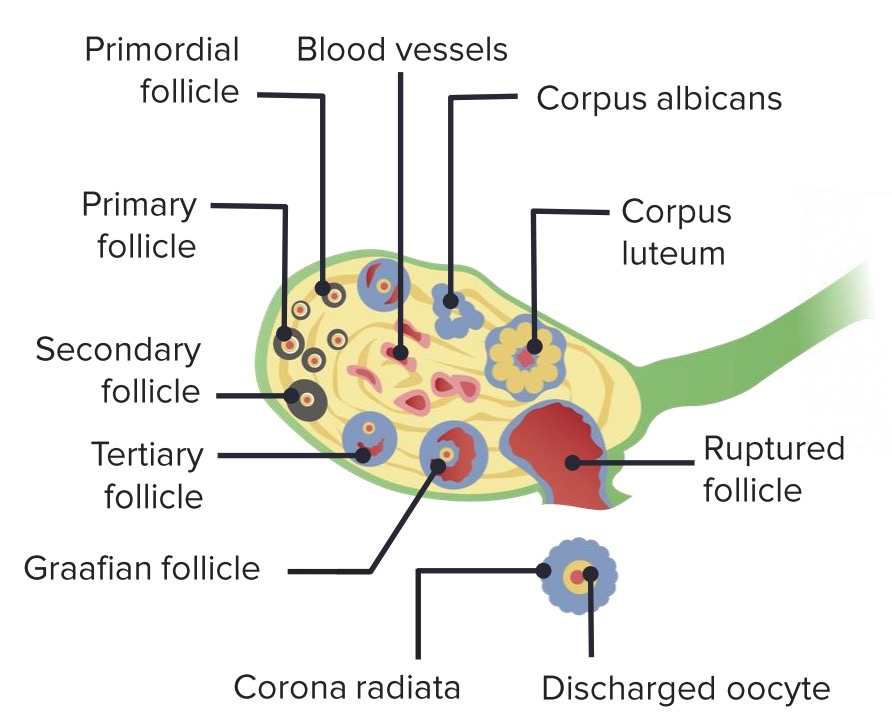 Stages of maturation of ovarian follicle