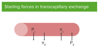 Starling forces and equation in transcapillary exchange