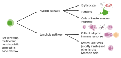 Células Do Sistema Imune Inato | Concise Medical Knowledge