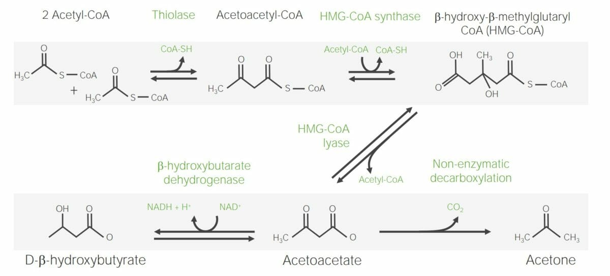 Steps required for the synthesis of ketone bodies
