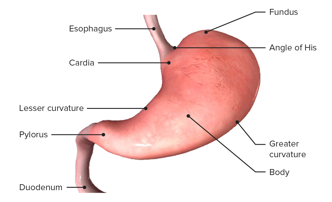 Anatomía del estómago