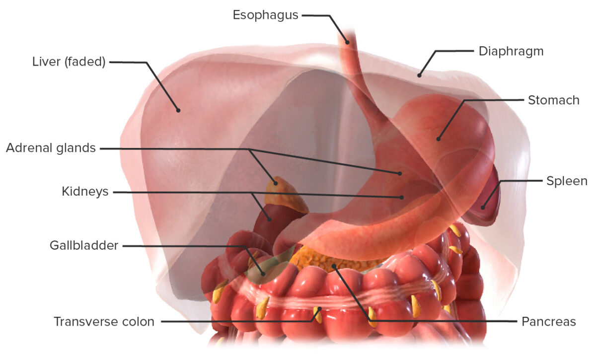 Stomach in situ and the relations to its neighboring structures