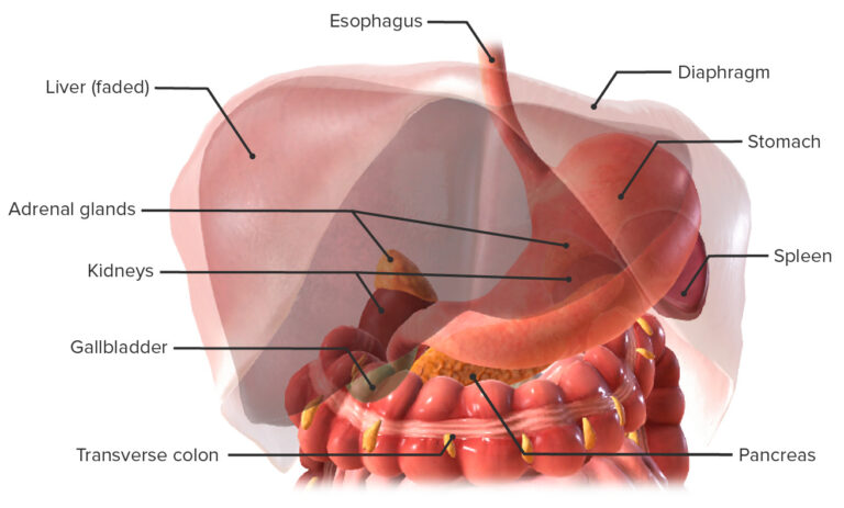 Stomach Anatomy Concise Medical Knowledge