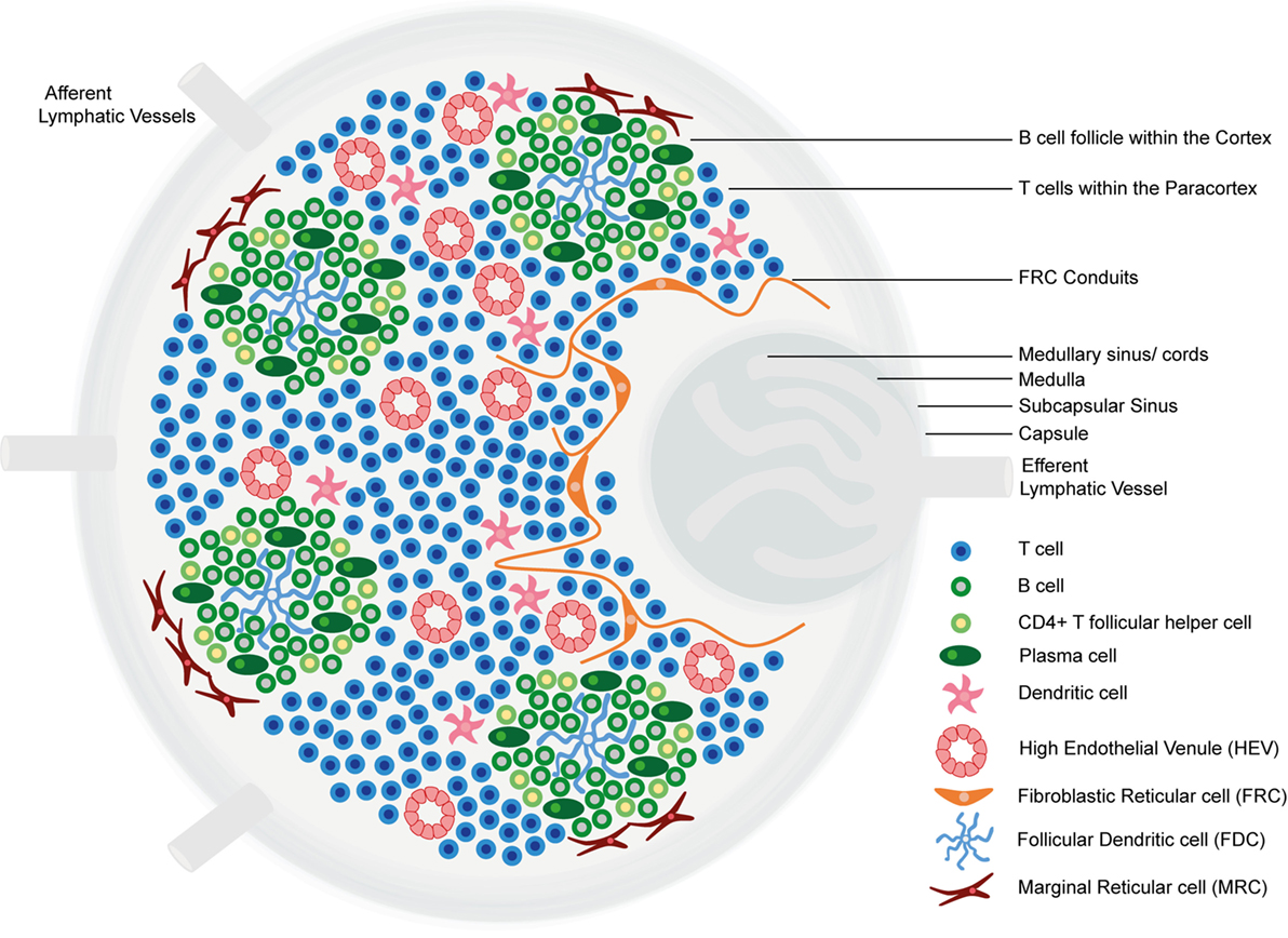 B Lymphocytes Structure