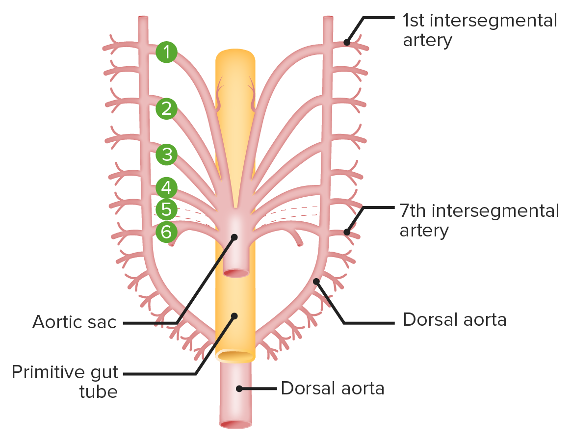 Structure and location of the aortic arches in the earliest stage of their development