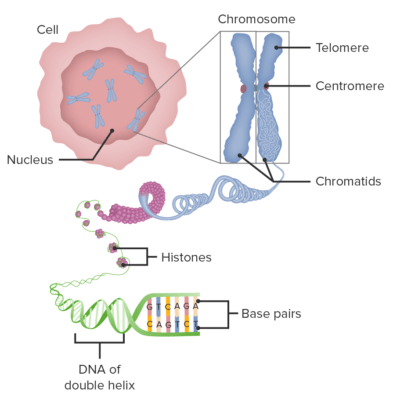 Basic Terms of Genetics | Concise Medical Knowledge