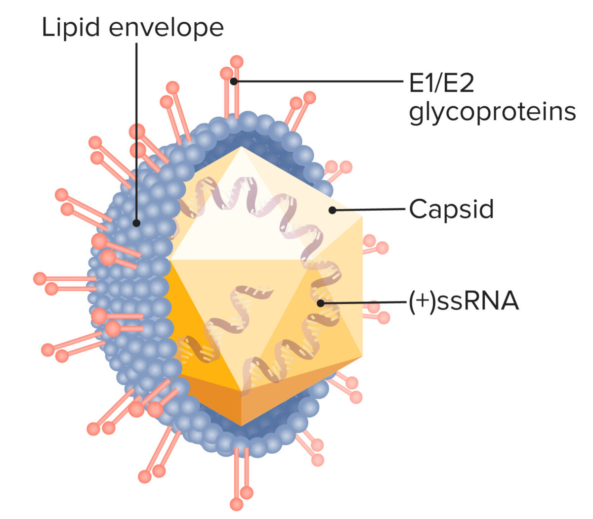 Structure of hepatitis c virus