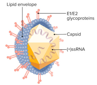Structure of hepatitis c virus