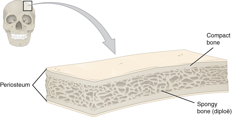 is the parietal bone a flat bone